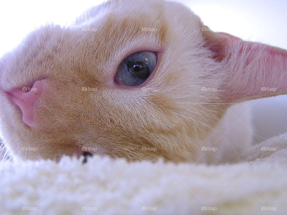 Blue Eye. Sweet cat poser