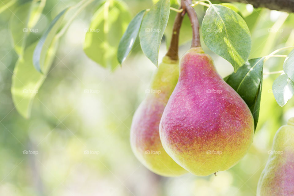 Two ripe pears hanging on a branch. Organic pears in the garden. Ripe pears on tree branch