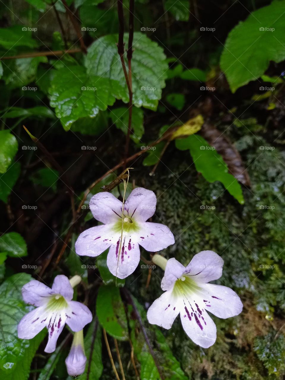 Small purple flowers in the forest undergrowth