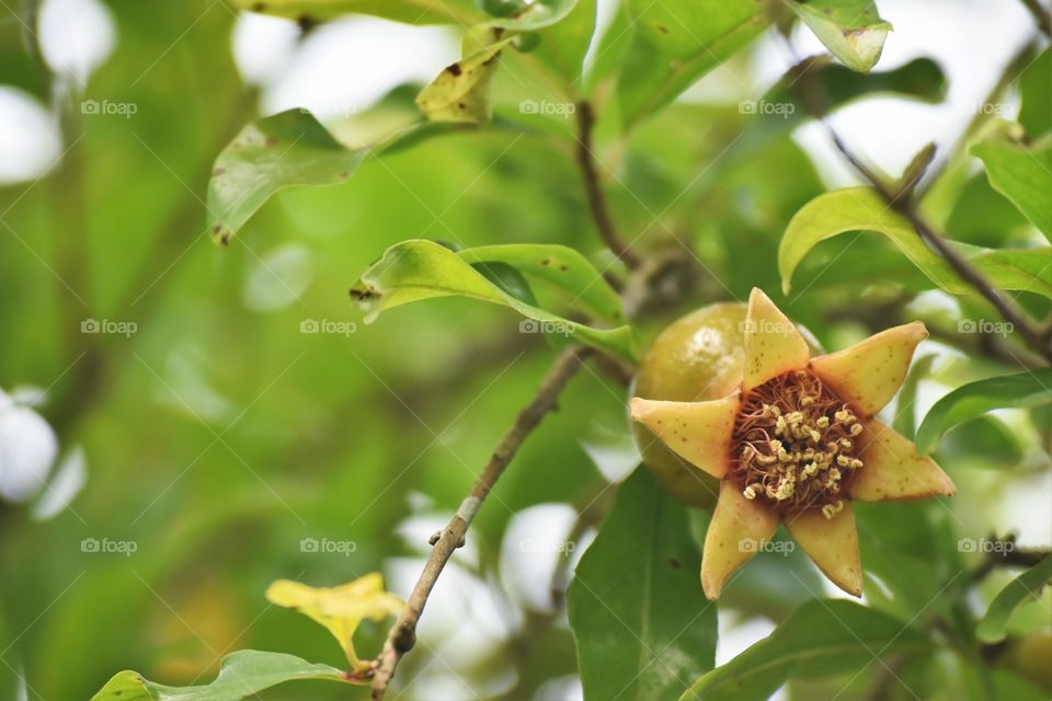 Pomegranade flower