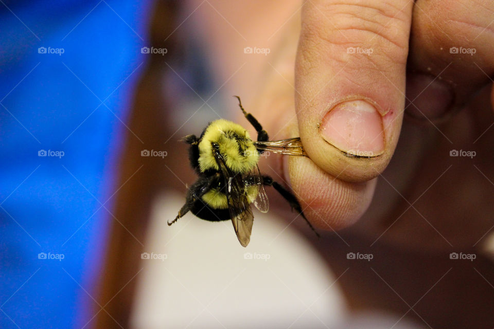Dirty fingers and bees