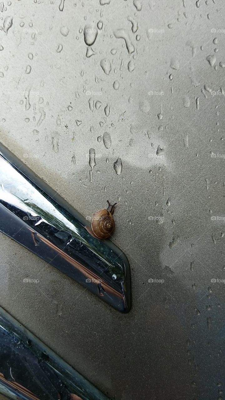 a tiny tiny snail on my car