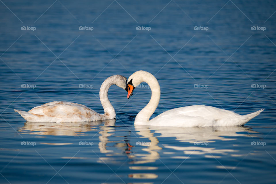 Two swans floating on the water formed a symbol of love in the form of a heart
