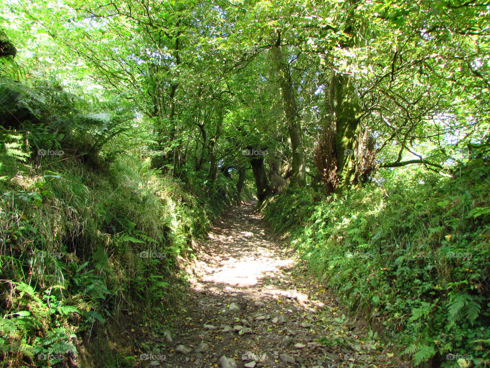 leafy tunnel