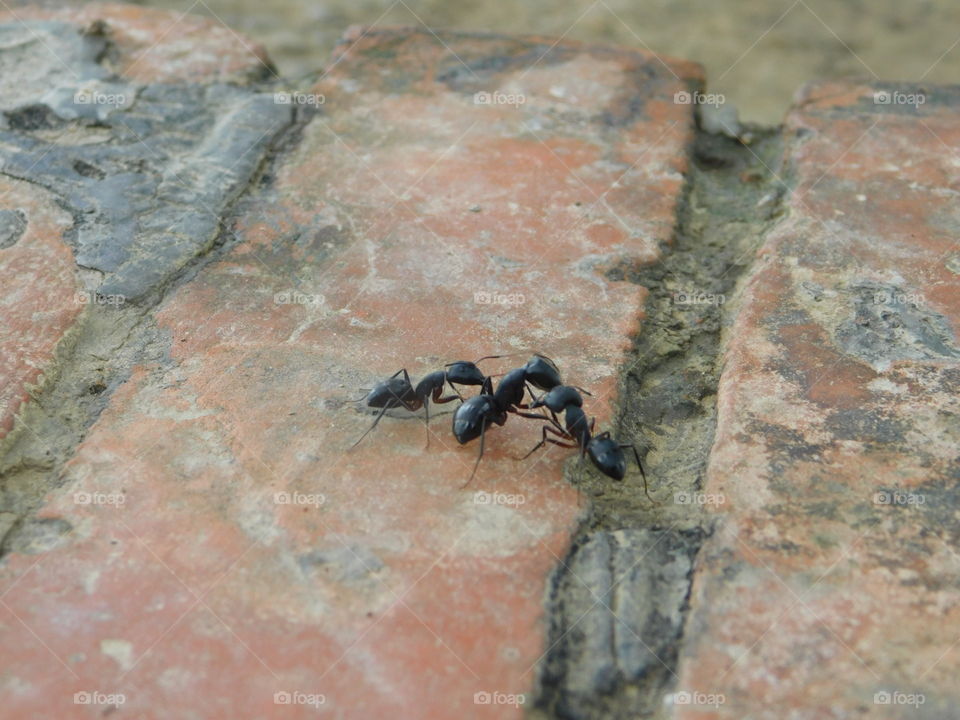 Giant ant fight