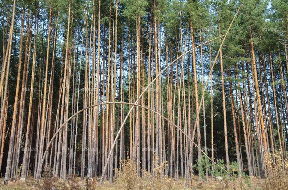 Beautiful Magic Forest, Rhodope Mountain, Bulgaria