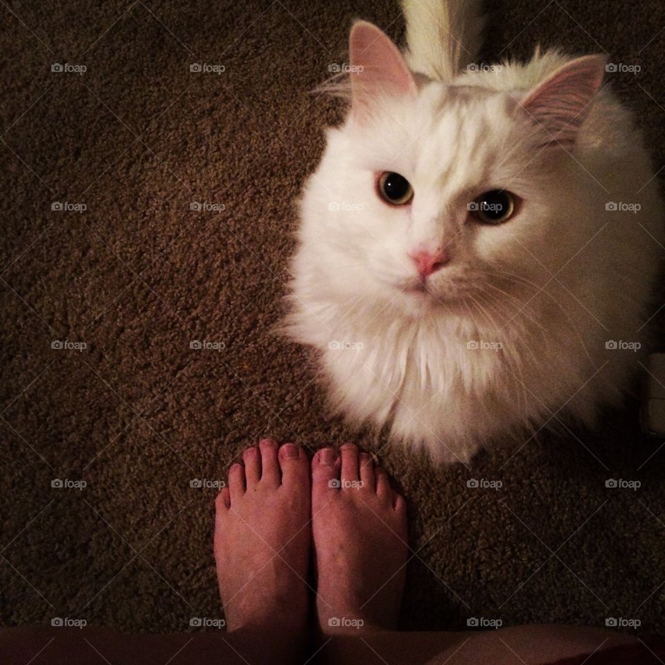 Fluffy Cat and Toes. Aku the fluffy cat and some human feet. 
