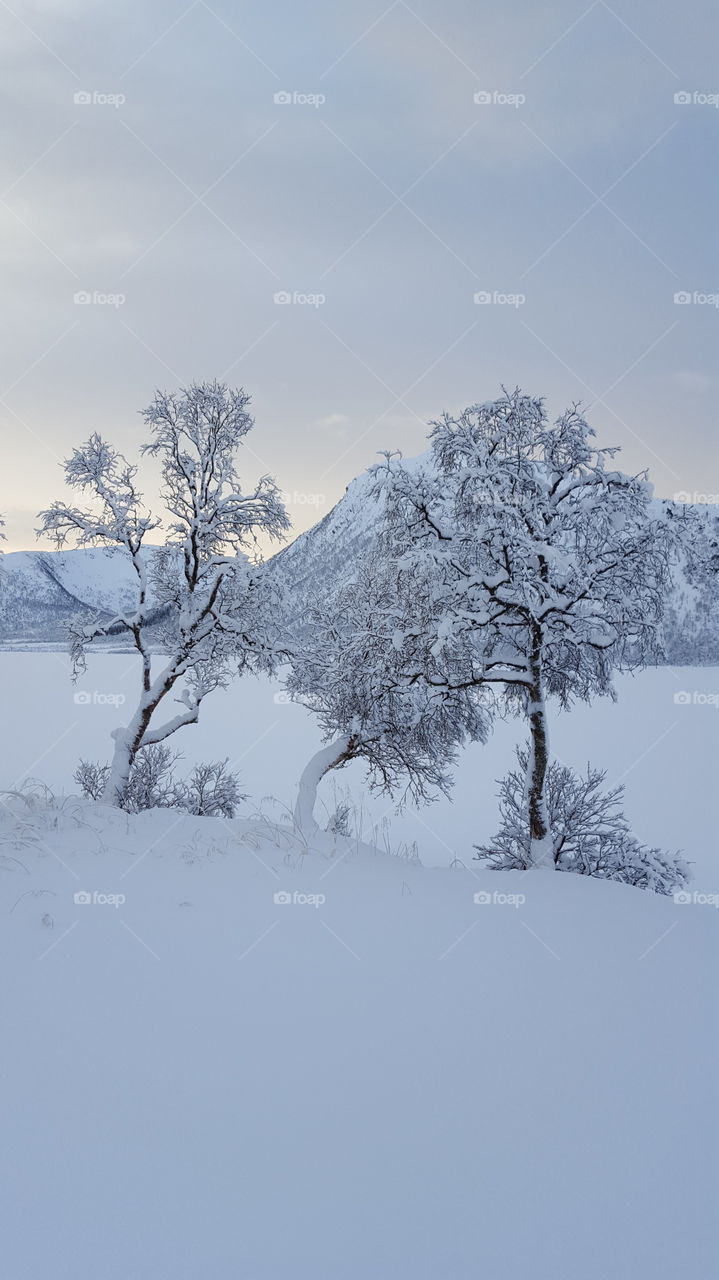 Scenic view of trees covered with snow