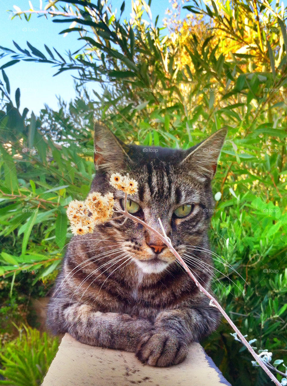 cat eyes wild mean by abbydog