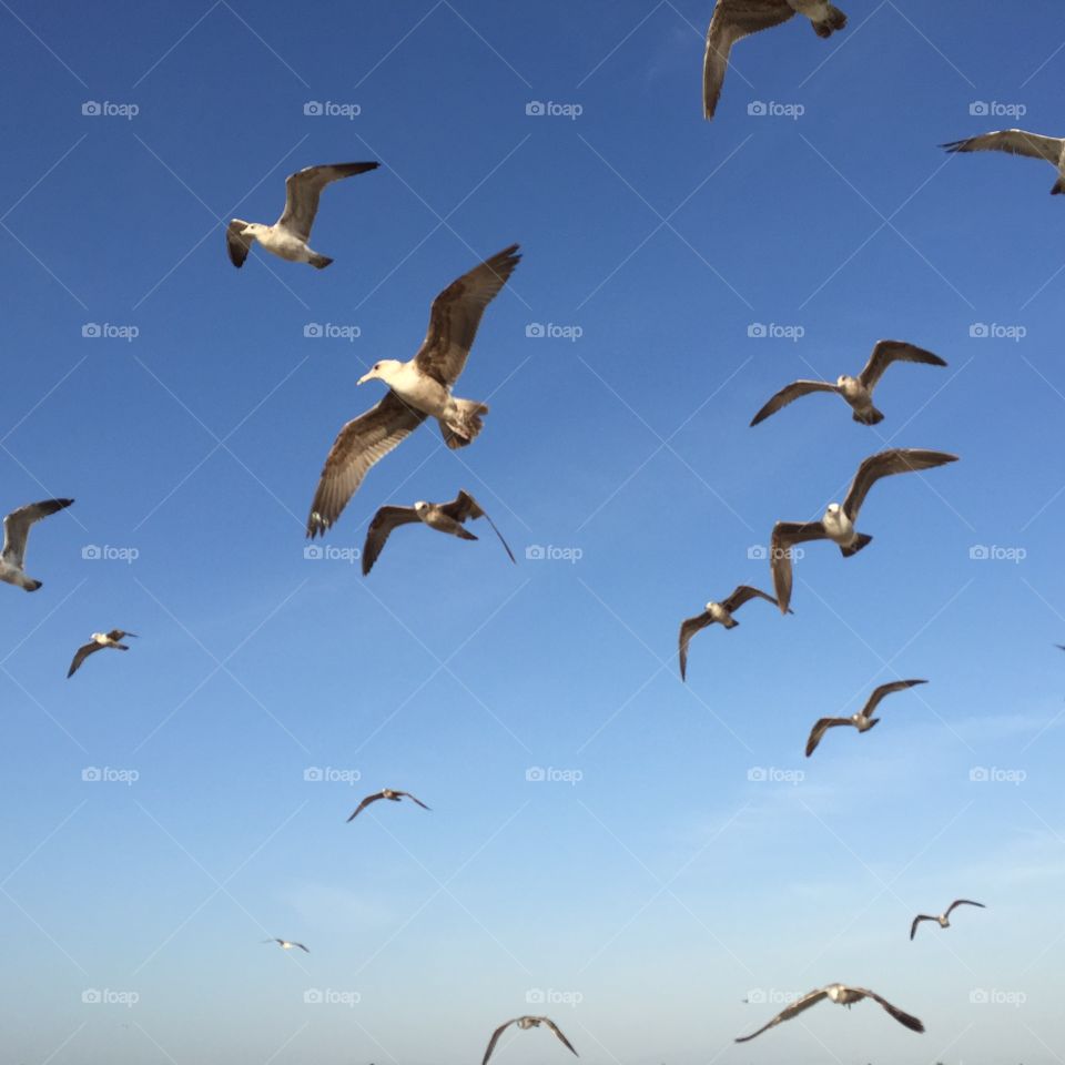 Bird, Seagulls, Flight, Fly, Wildlife
