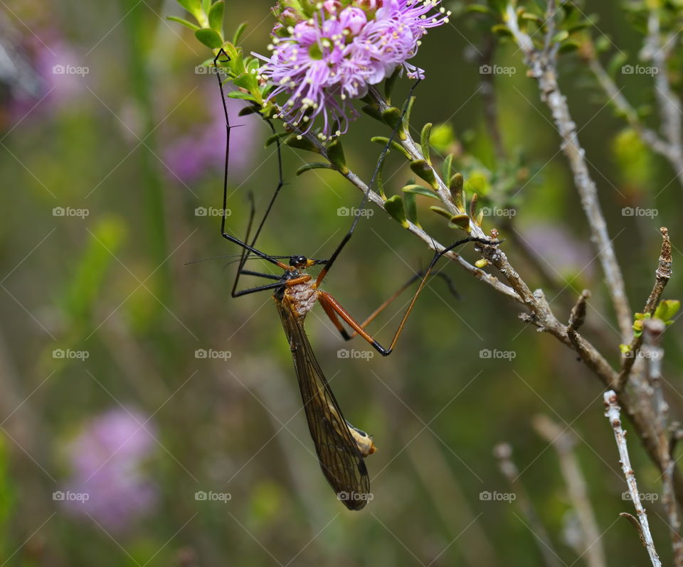 crane fly up close