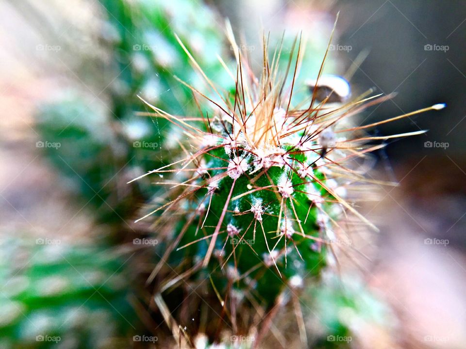 Cactus plant with sharp needles 