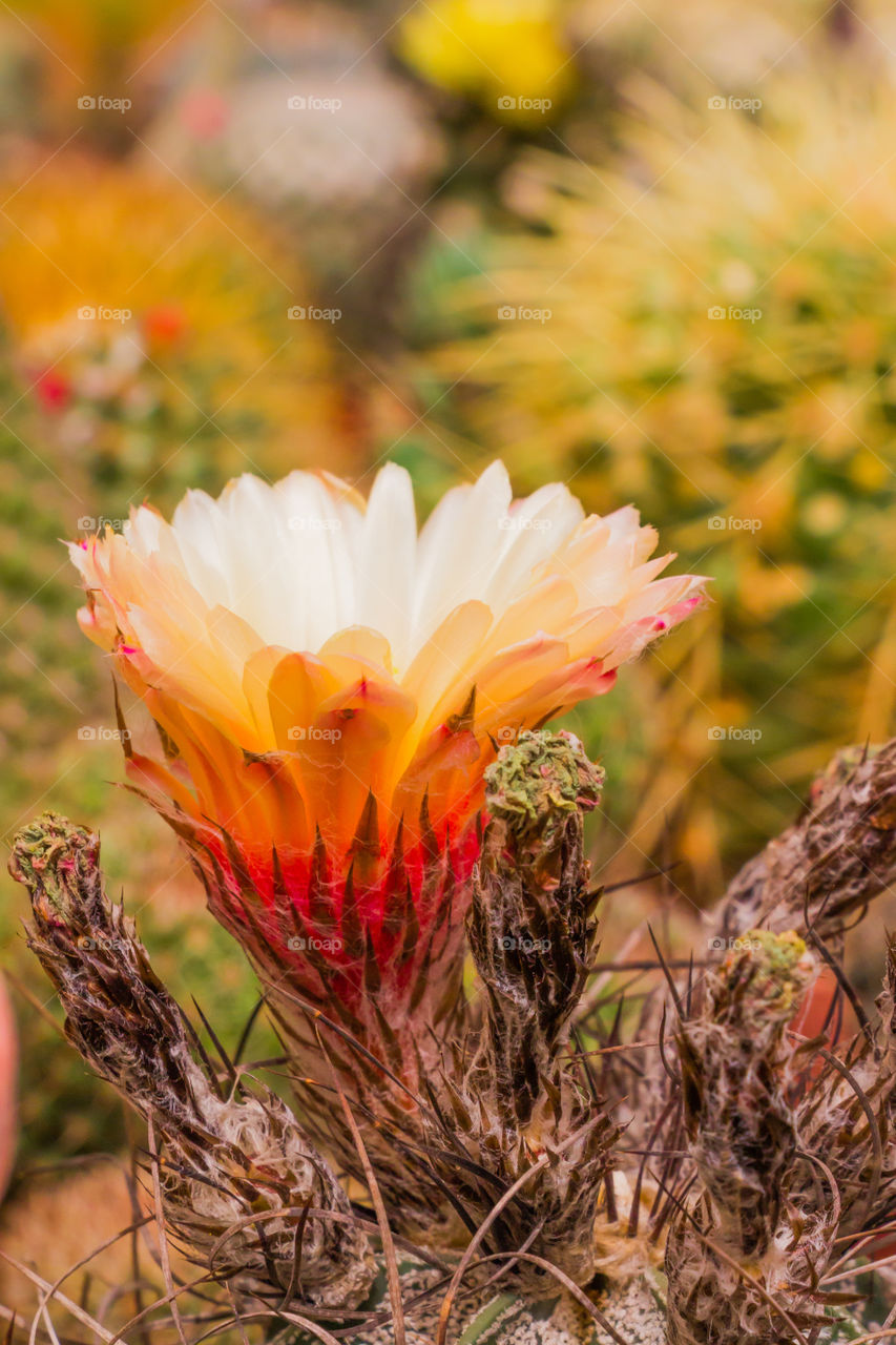 Blooming cactus flowers