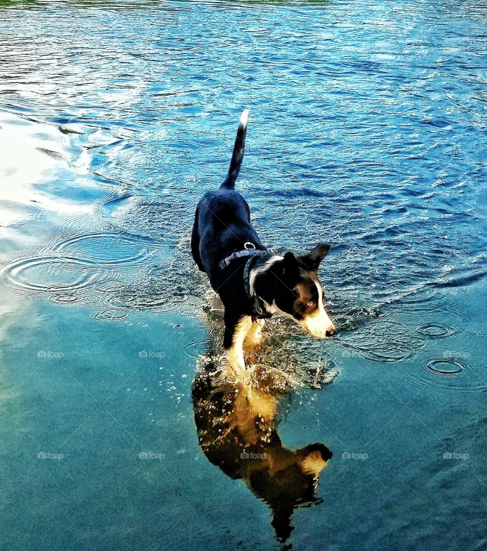 dog, swimming