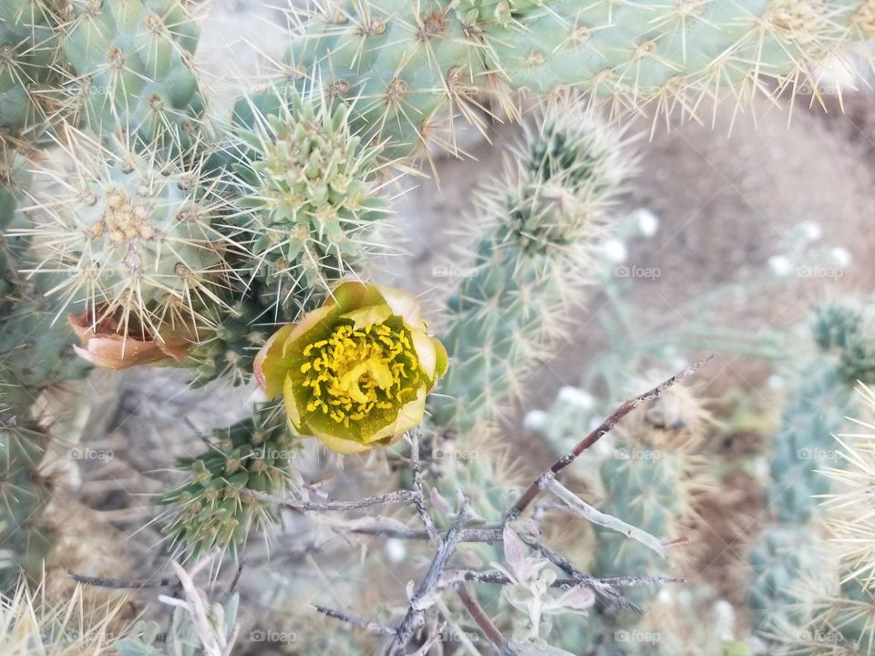 Single yellow cholla flower