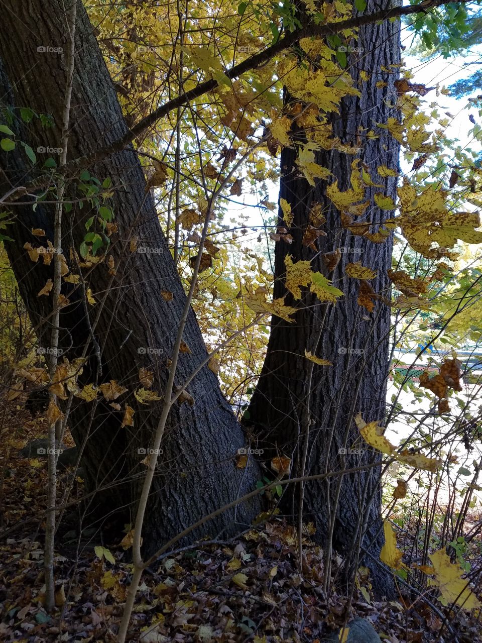 Close-up of tree trunk