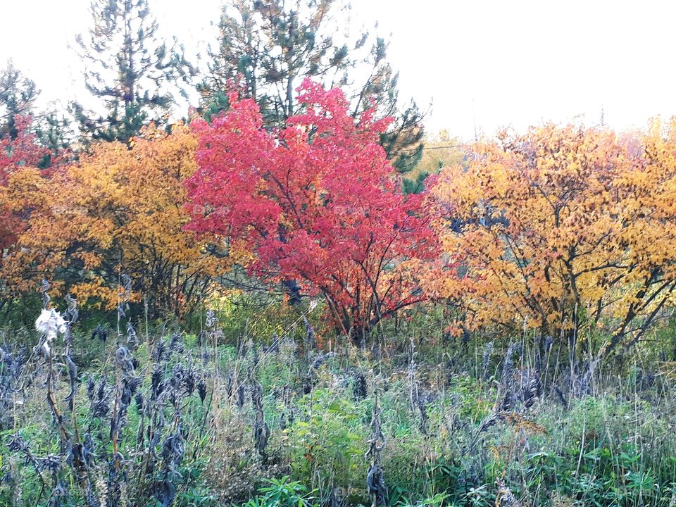 changing colors of the leaves in fall
