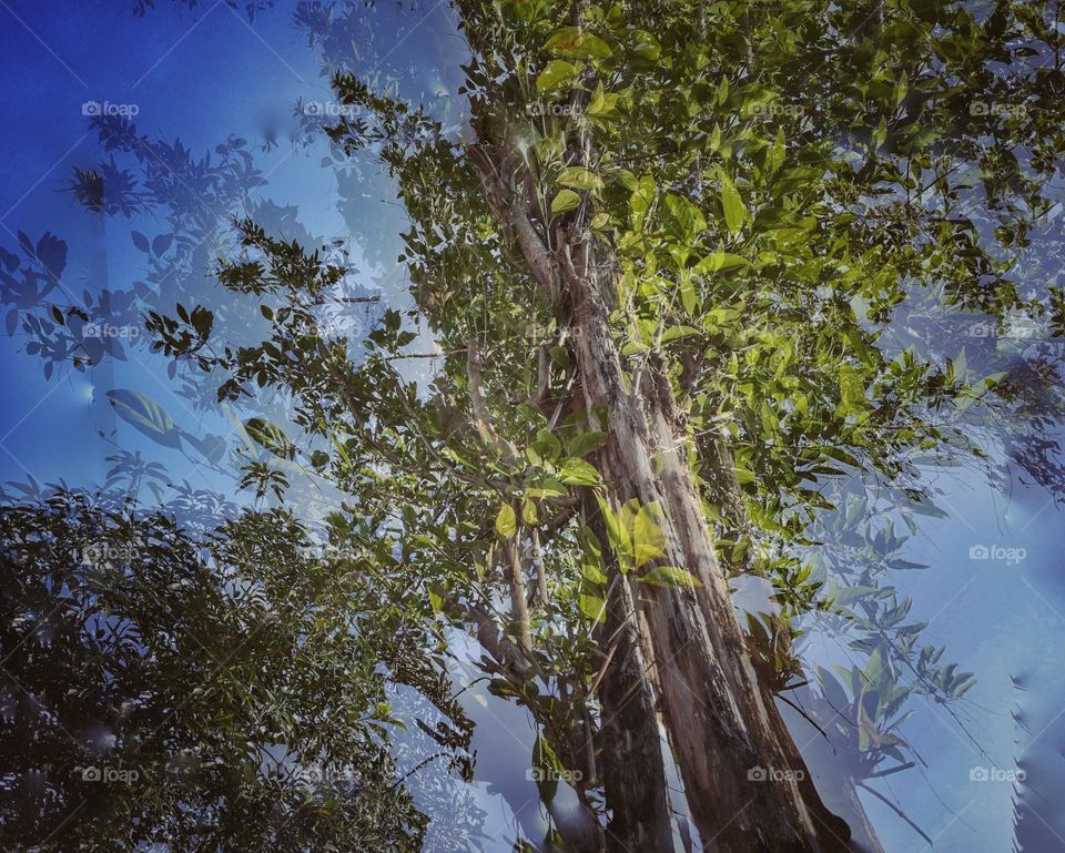 The tropical tree in abstract style