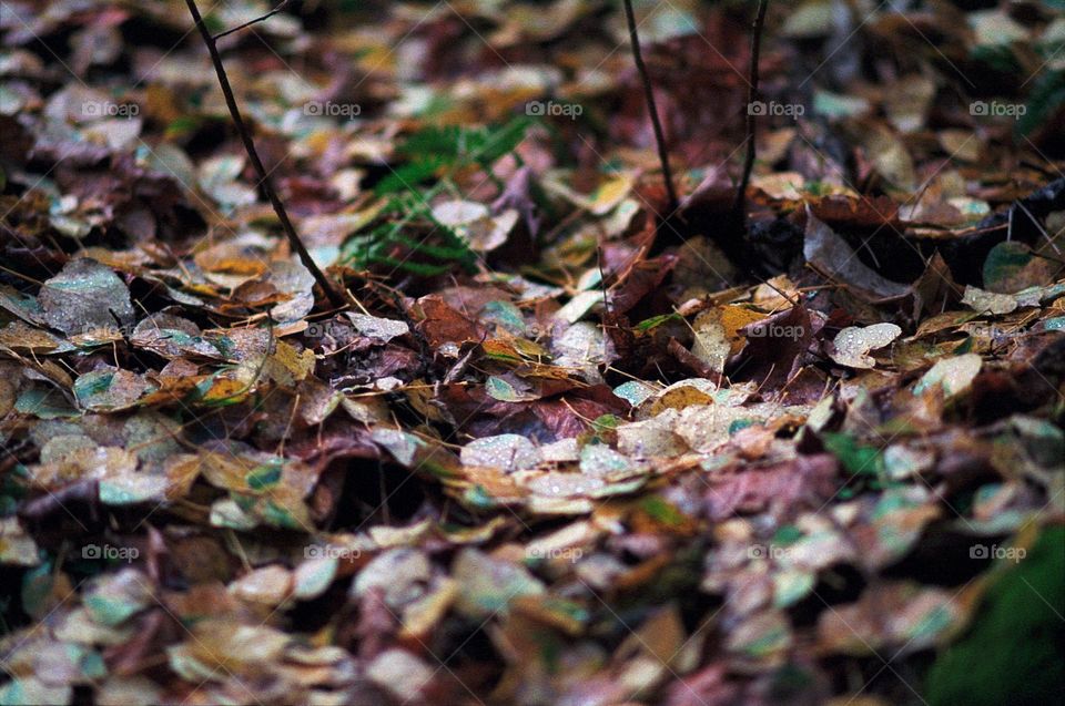 fall leaves on the forest floor