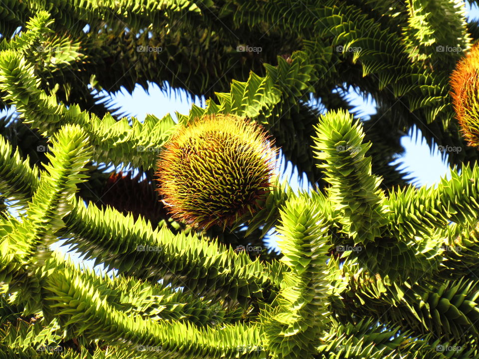 Araucaria araucana