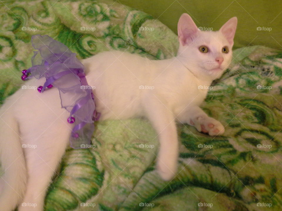 White cat in a purple tutu!. Puff the kitten loves posing for the camera! He's wearing his favorite costume, the purple tutu with bells that jingle!