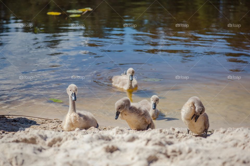 Bird, Water, Wildlife, Nature, Duck