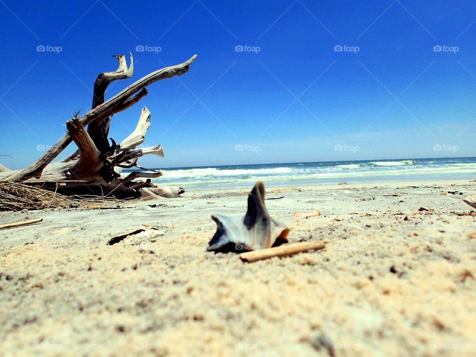 salt life. Driftwood on lil talbot island