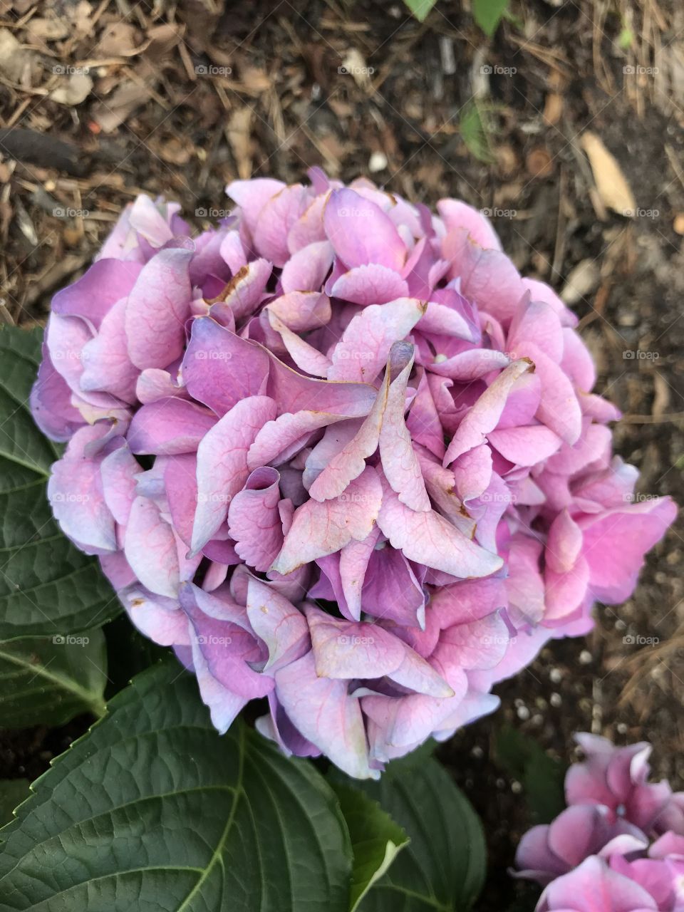Hydrangea
