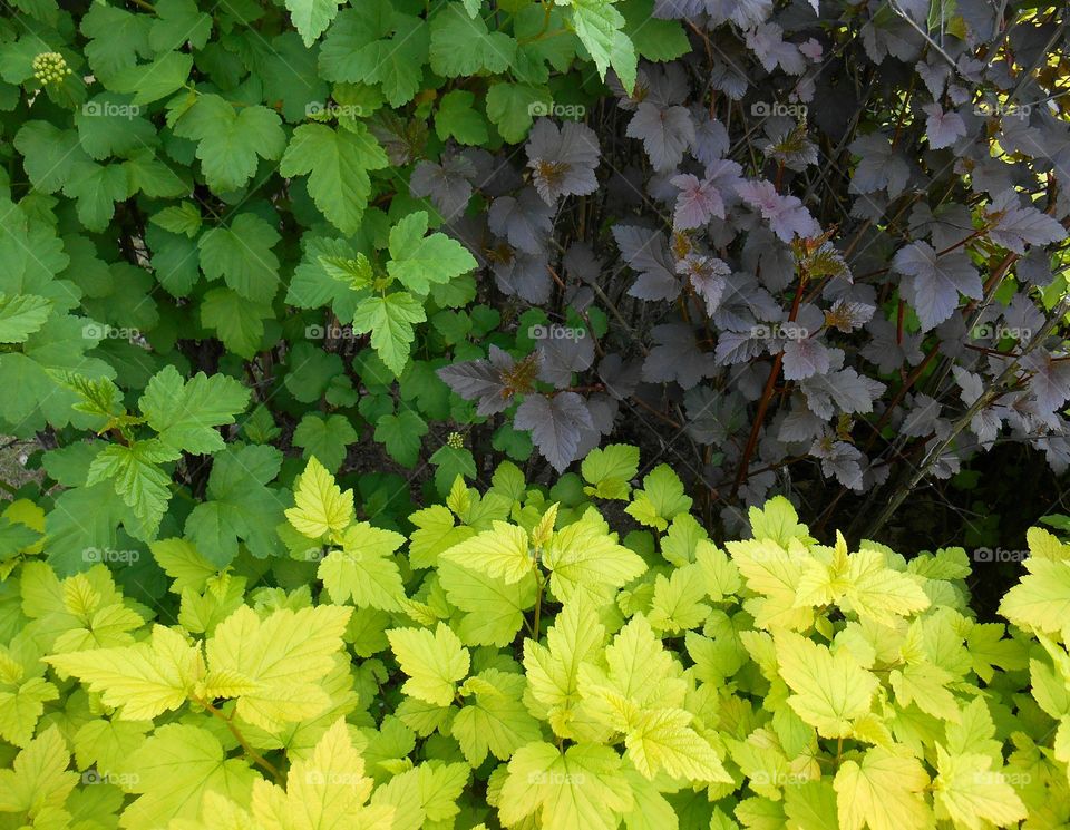 Leaf, Nature, Flora, Growth, Garden