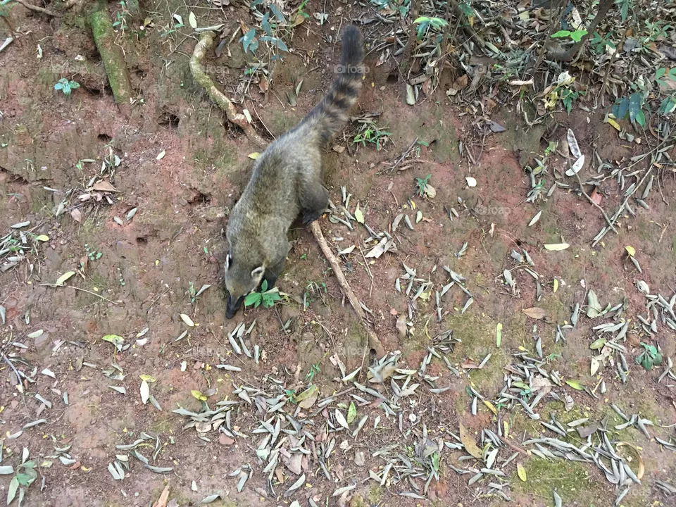 Quati