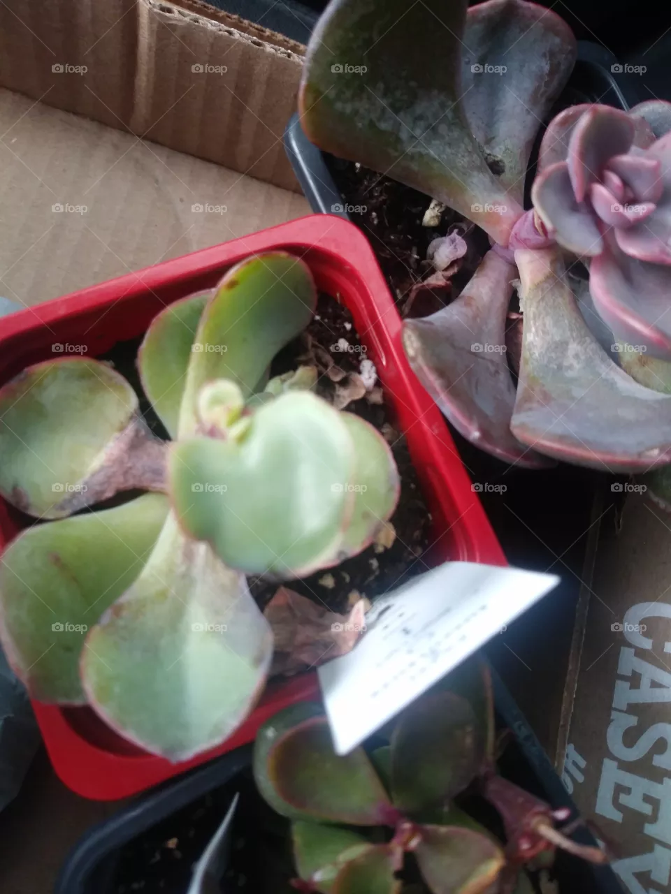 succulents