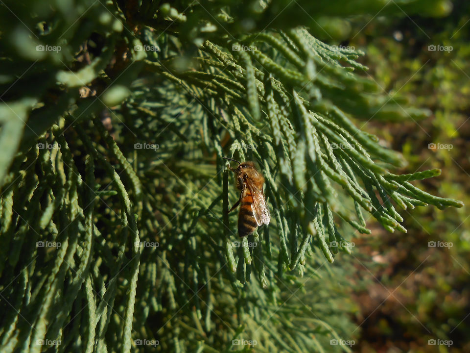 Bee on Tree