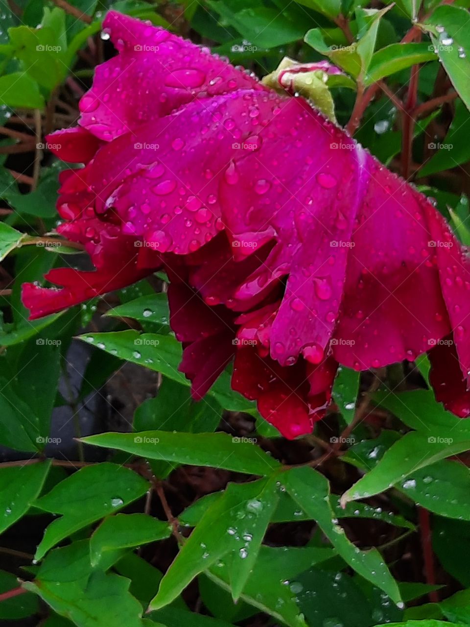 portrait of tree peony after rain