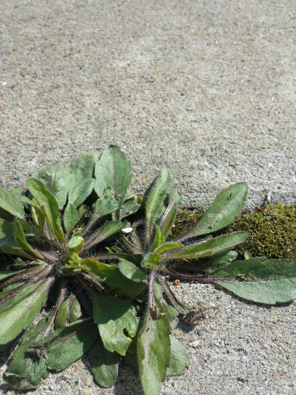 Elevated view of green plant