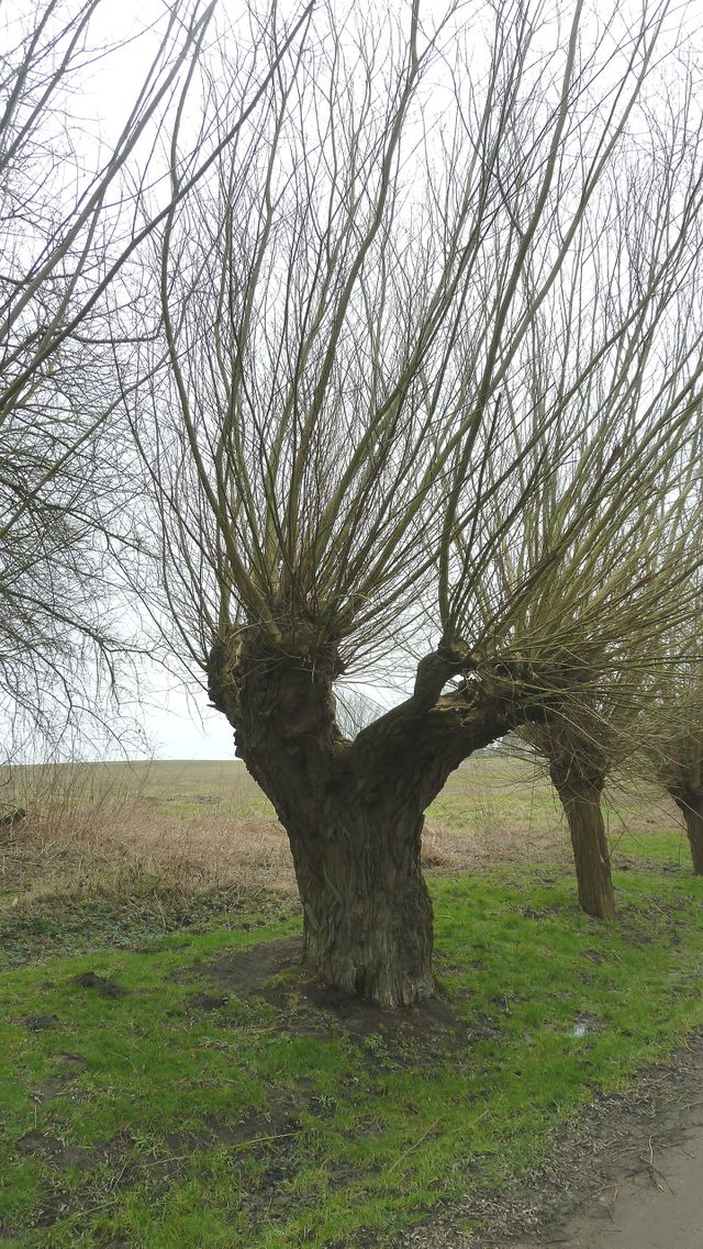 Weidenbaum