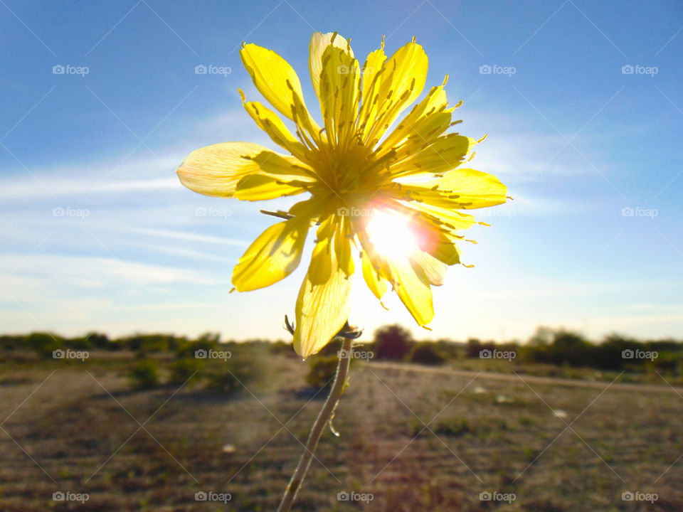 The sun in the flower.