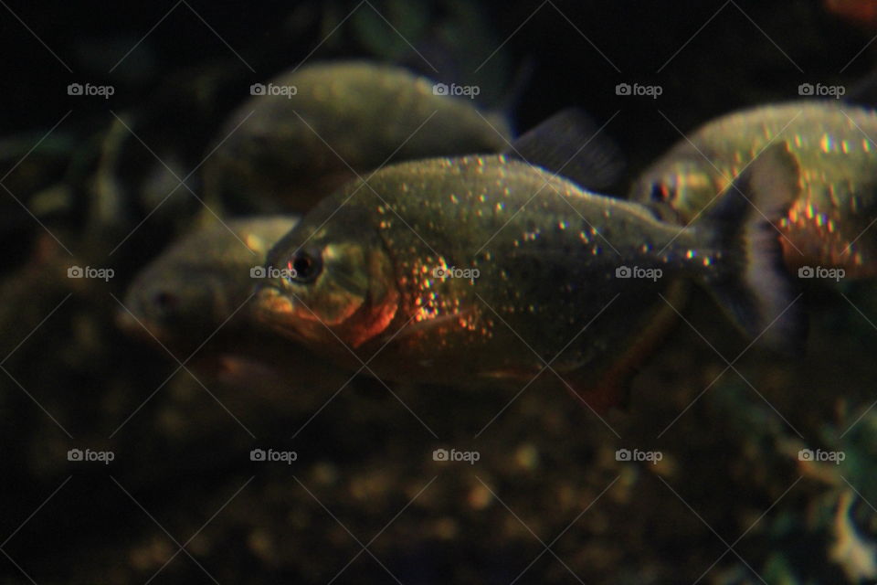 A piranha fish with some glowing spots.