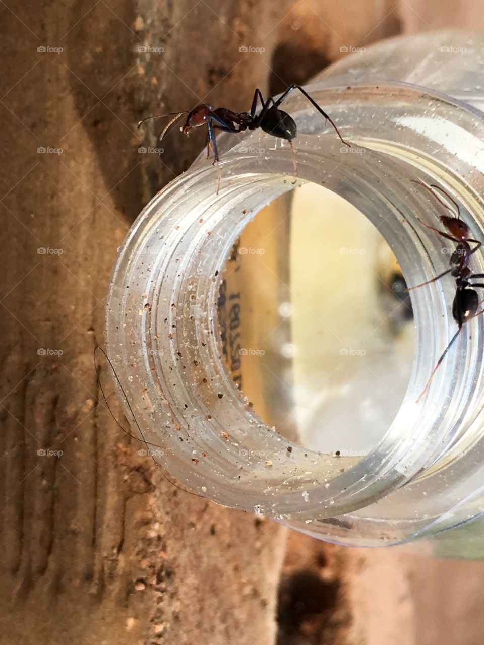 Working ants in glass jar rim
