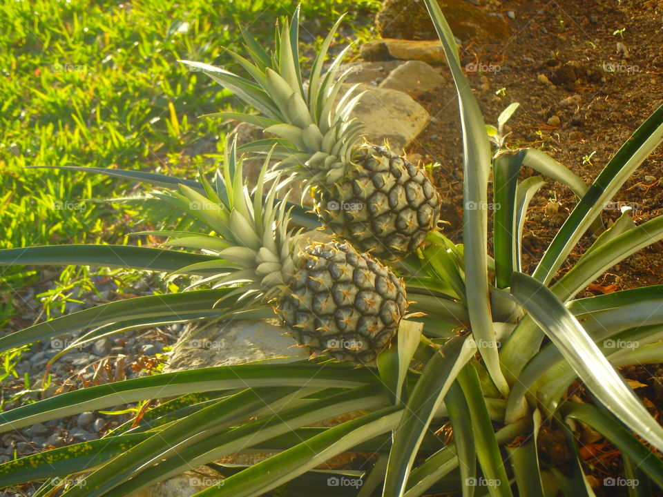 double pineapple