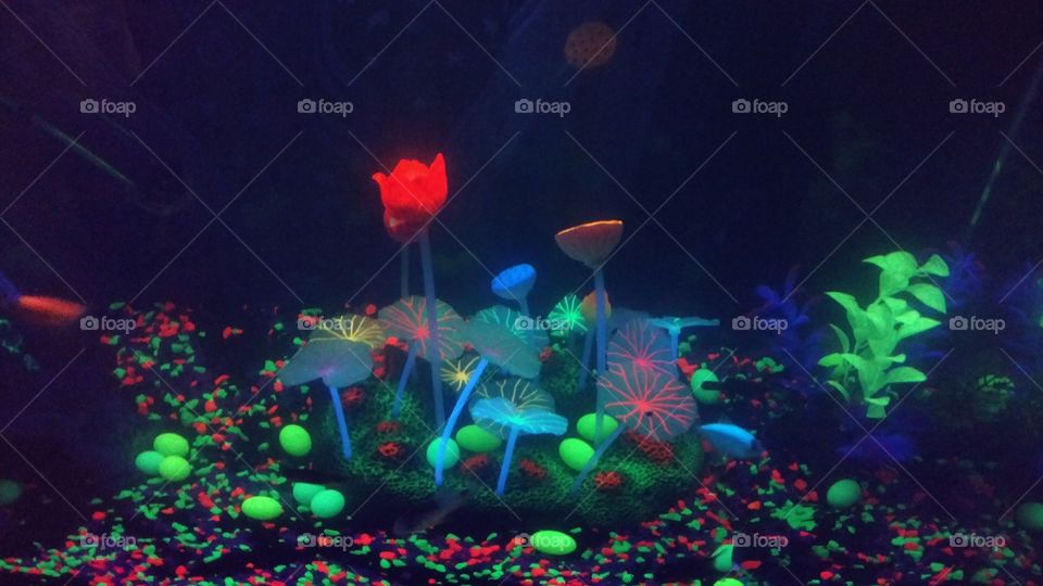 fish tank BLK light glow