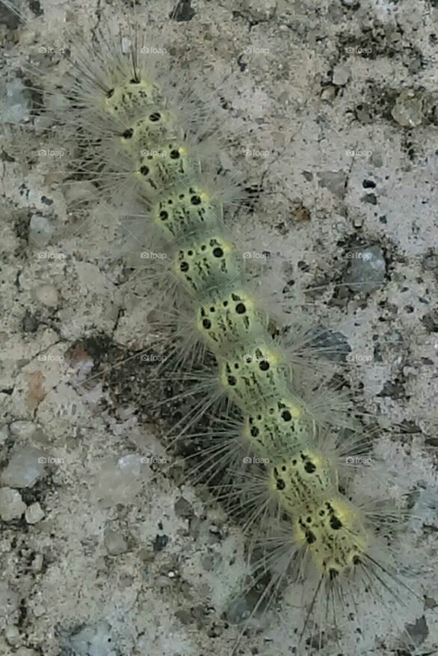 Caterpillar. caterpillar