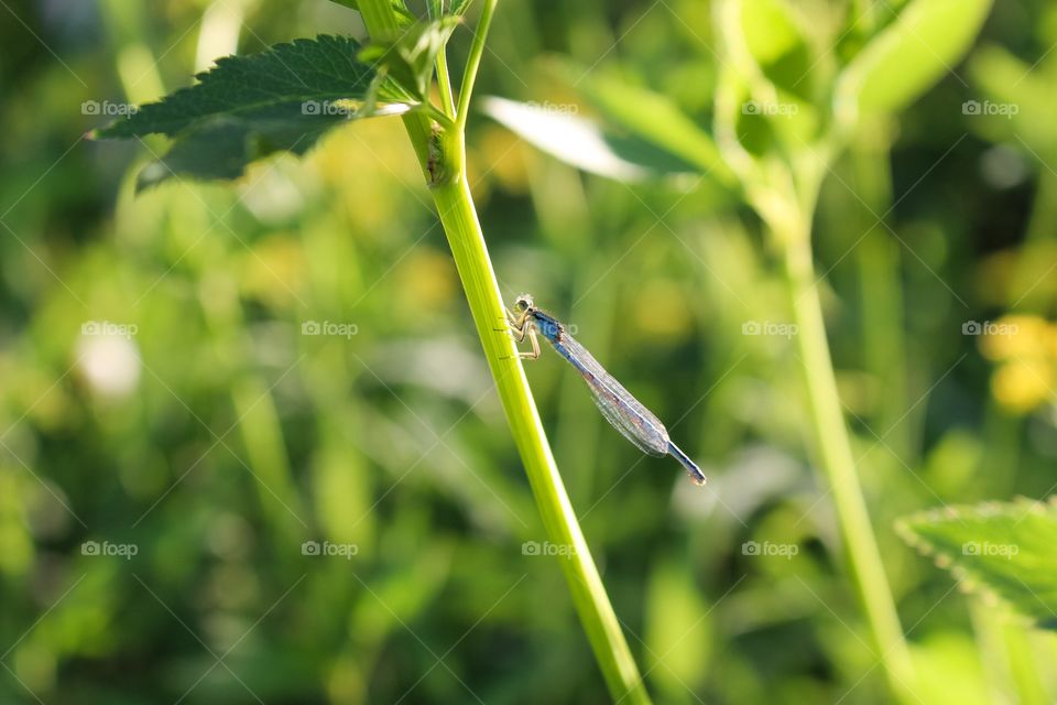 Damsel on branch