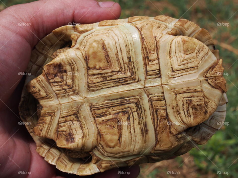 Hand holding tortoise shell