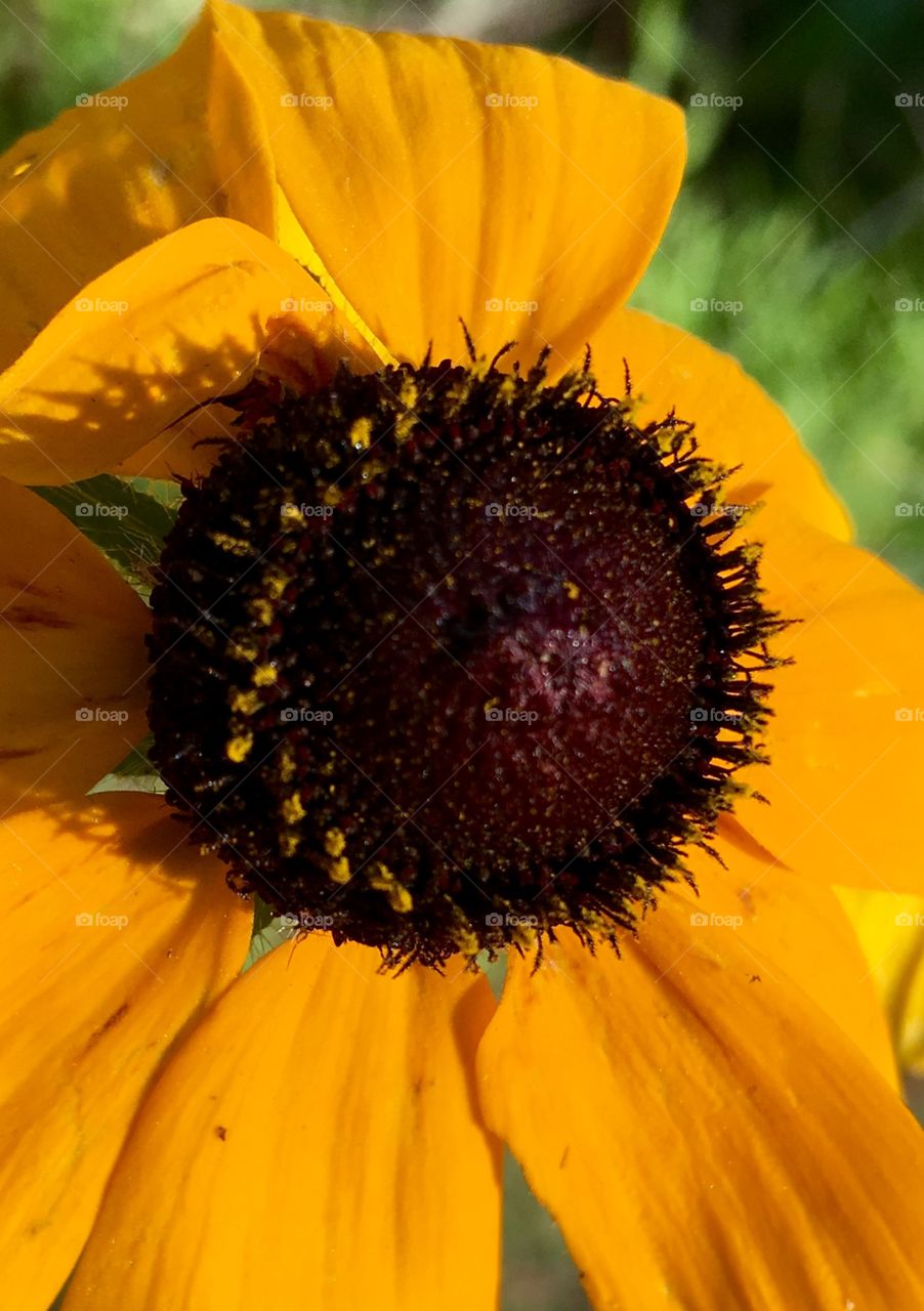 Sunflower, black eyed susan, close up, perennial.