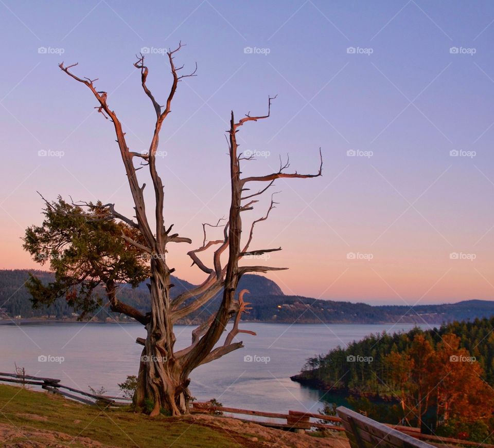 Juniper Point, Washington Park, Anacortes, Washington.  Wind battered tree that still keeps hanging on. It’s an inspiration!