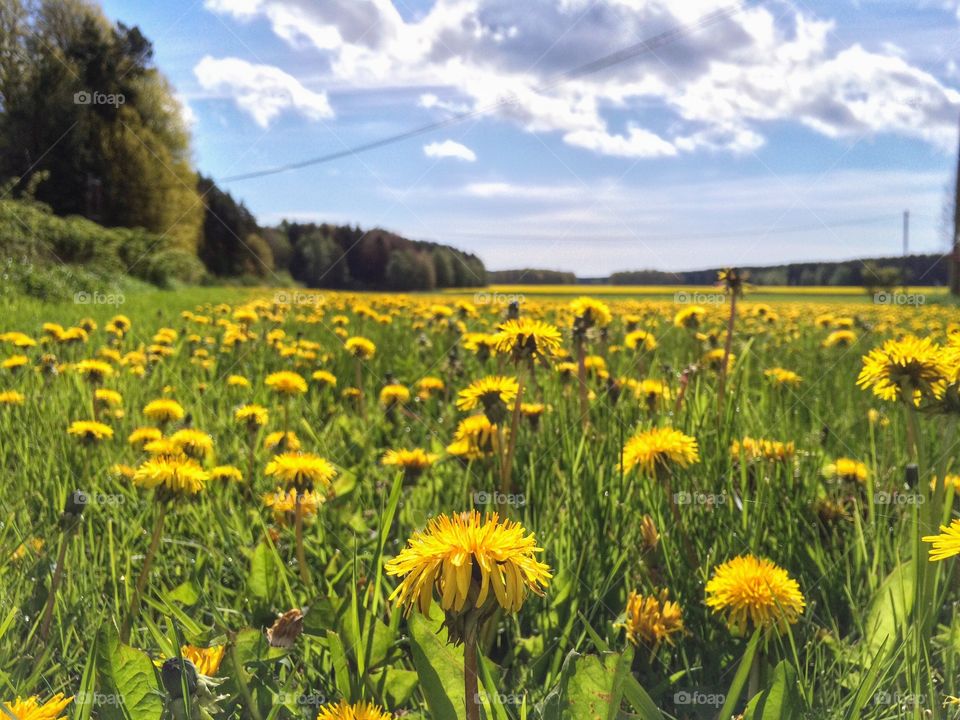 A field of dandelions