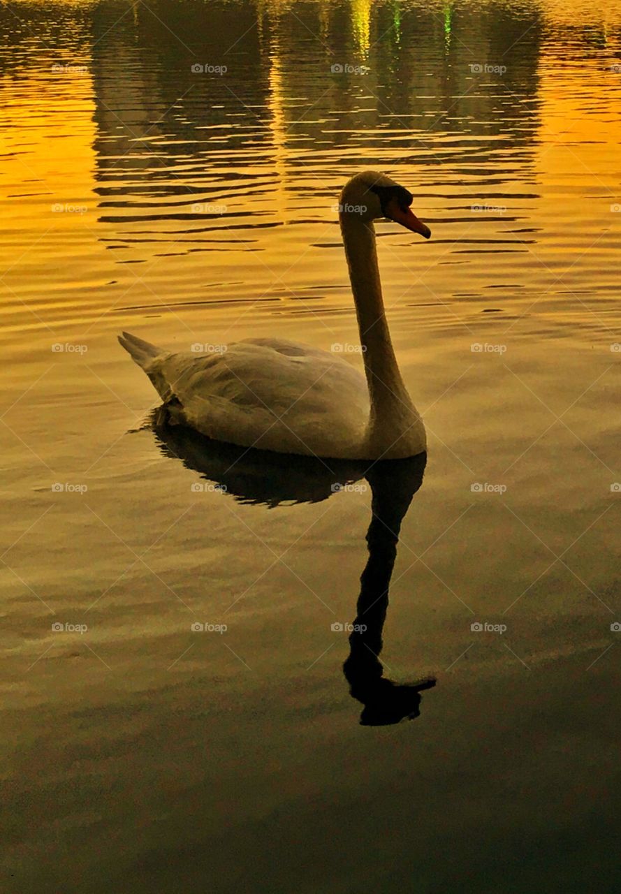 Swann in the sunrise