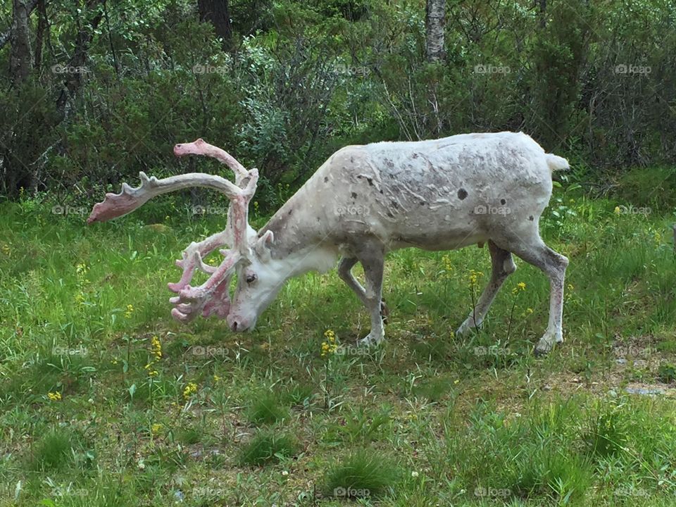 A albino reindeer 