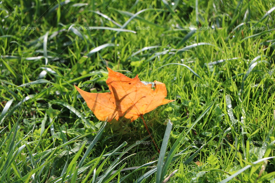 The fallen leaf