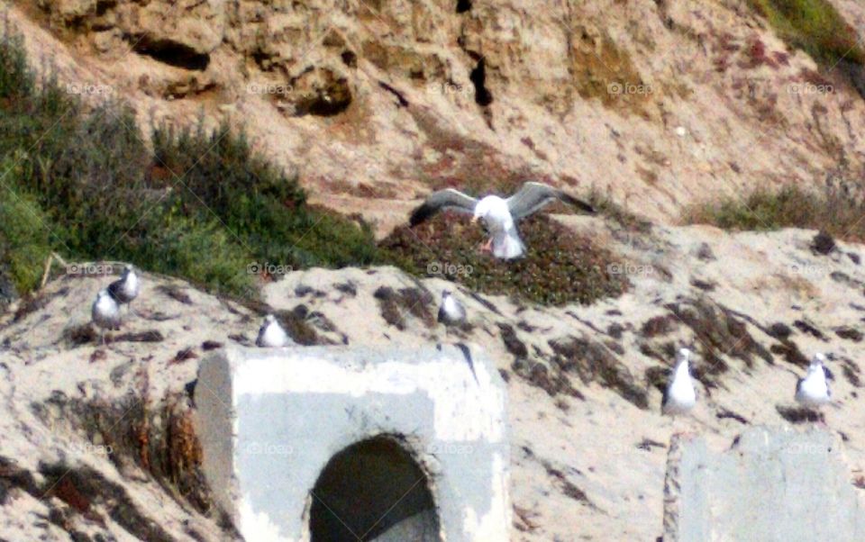 California gull swoops in for a landing at the egress of a storm drain